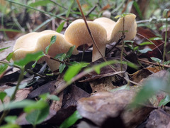 Hydnum albidum