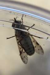 Silvius quadrivittatus