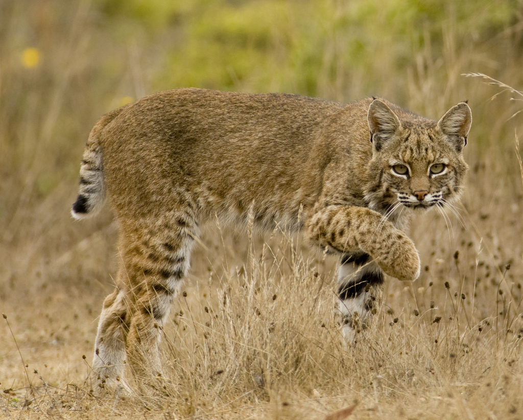 Bobcat (Animal Tracks and Signs by Beartracker Wildlife Tracking) ·  iNaturalist