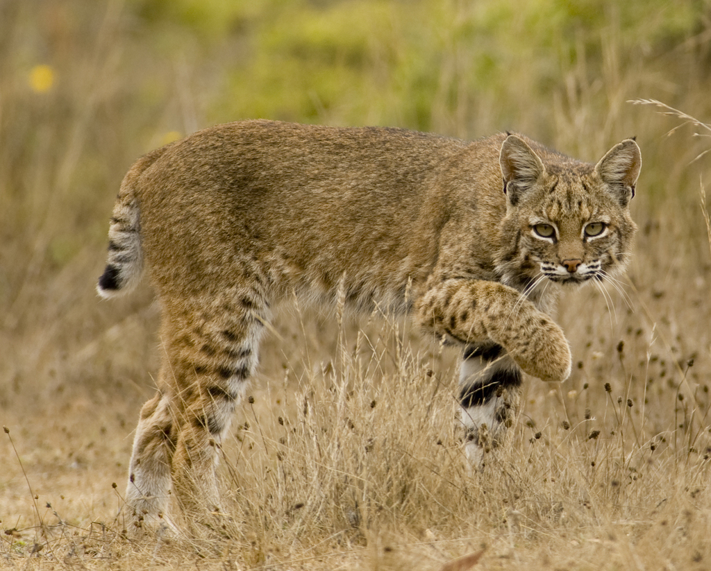 Saving Endangered Bobcats in New Jersey