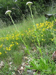 Achillea lingulata