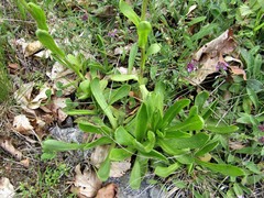 Achillea lingulata
