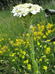 Achillea lingulata