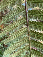 Cyathea borinquena