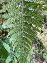 Cyathea borinquena