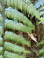 Cyathea borinquena
