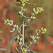 Silver Wormwood - Photo (c) curt_nimz, some rights reserved (CC BY-NC), uploaded by curt_nimz