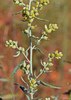 Silver Wormwood - Photo (c) curt_nimz, some rights reserved (CC BY-NC), uploaded by curt_nimz