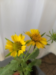 Verbesina encelioides