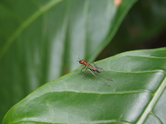 Phylloscyrtus