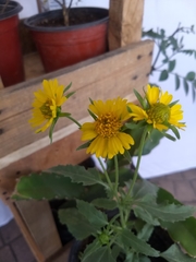 Verbesina encelioides