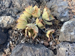 Aeonium lancerottense image