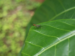Phylloscyrtus