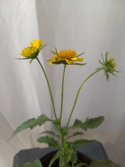 Verbesina encelioides