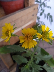 Verbesina encelioides