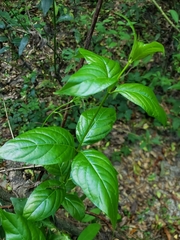 Cephalanthus glabratus