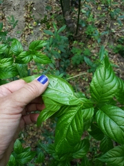 Cephalanthus glabratus