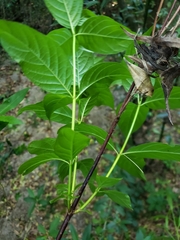 Cephalanthus glabratus