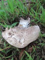 Agaricus