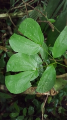 Calliandra tergemina