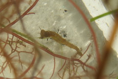 Hippocampus zosterae