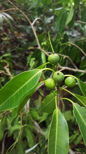 Ficus yoponensis