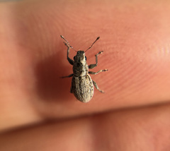 Atrichonotus taeniatulus