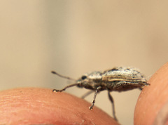 Atrichonotus taeniatulus