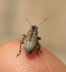 Atrichonotus taeniatulus