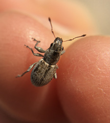 Atrichonotus taeniatulus