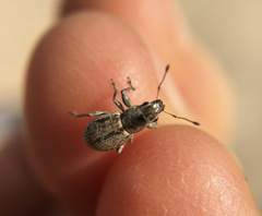 Atrichonotus taeniatulus