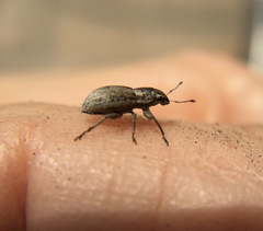 Atrichonotus taeniatulus