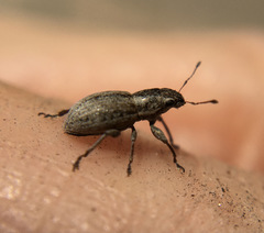 Atrichonotus taeniatulus