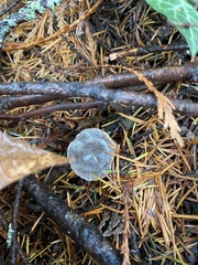 Spodocybe trulliformis