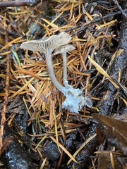 Spodocybe trulliformis