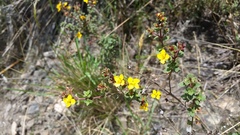 Chaetolepis microphylla