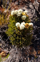 Brunia fragarioides