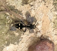 Traumatomutilla indica