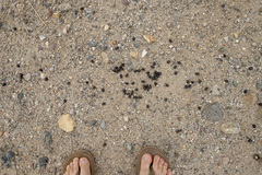 Odocoileus hemionus eremicus