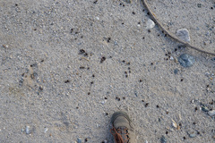 Odocoileus hemionus eremicus