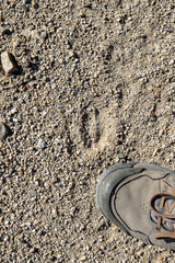 Odocoileus hemionus eremicus