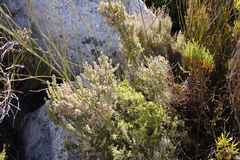 Erica hispidula