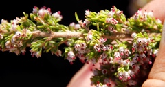 Erica hispidula