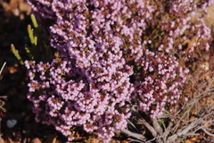 Erica mauritanica