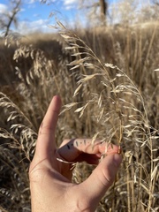 Bromus inermis