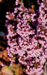 Erica mauritanica