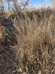 Bromus inermis