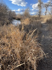 Phalaris arundinacea