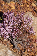Erica mauritanica