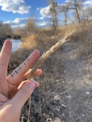Phalaris arundinacea